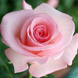 Šta učiniti ako se ruža pretvorila u pseću ružu